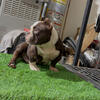 Exotic Micro American Bully Puppy *Real* (707)739-6502