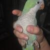 Quaker parrot