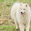AKC SAMOYED MALE RUSSIAN BLOODLINES