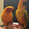 Bonded sun conures 