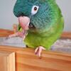 Sweet Blue Crown Conure