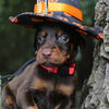 Westcoast Doberman puppies ready Oct 28