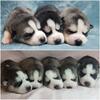 Taking Deposits for Siberian Husky Puppies Ready Christmas 2025 Litter!