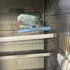 Ringneck parrot