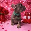 French bulldog puppies ready for valentines