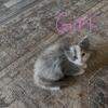 Two diluted calico kittens looking for homes! 