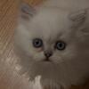 Persian Blue Point, blue eyes Male