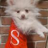 AKC white pomeranians