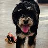 Standard bernedoodles