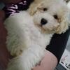 Mini poodle pups