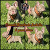 French bulldogs Newshade Isabella 