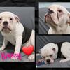 Breezy female IOEBA Registered Olde English Bulldogge.
