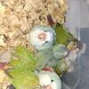 I have parrots and other birds available 