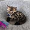 Bengal kittens