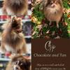 Pomeranian Stud - Chocolate and Tan