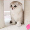 Scottish Fold Kilt female