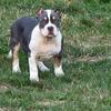 XL Male American Bullies