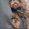 🐾 Cockapoo Puppies Ready for Their New Homes 950 obo 🐾