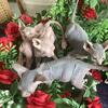 1 mo old sphynx kitten rehome