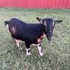Nigerian Dwarf-Pygmy dwarf goat for sale!