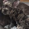 Merle Frenchton Puppy