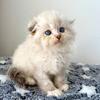 Scottish Fold Seal Point  Male 
