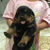 Akc Rottweilers