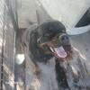 Female rottweiler 18 months  akc registration 
