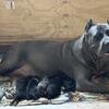 Cane Corso Puppies 