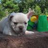 Male French Bulldog 