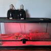 2 leopard geckos and terrarium and supplies