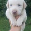 AKC White Champagne Labrador Retriever 