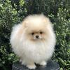 Registered Purebred Male Pomeranian Stud Available