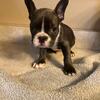 Frenchie english bulldog mix