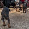 Doberman Pinscher puppies 10 wks 