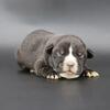 Amora - XL American Bully - Female