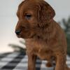 AKC IRISH SETTER PUPS