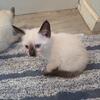 Siamese Kittens