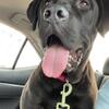Cane Corso Lab mix