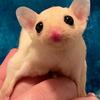 Sugar Gliders