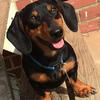 Black & Tan Male Dachshund for Stud