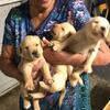 Akc registered labs puppies 