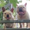 akc french bulldog stud service