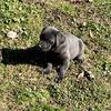 AKC Registered Lab  