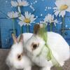 Netherland Dwarf 