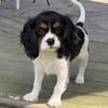 (Pending pick-up)Cavalier King Charles Spaniel Tri color