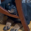 AKC ROTTWEILER PUPPIES READY FOR NEW HOMES
