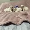 Maltipoo Puppies 