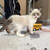 Siamese/exotic long hair mix female kitten, kittens