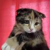 Scottish fold kittens  girls